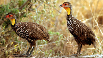 обоя 295669, разное, компьютерный дизайн, птицы