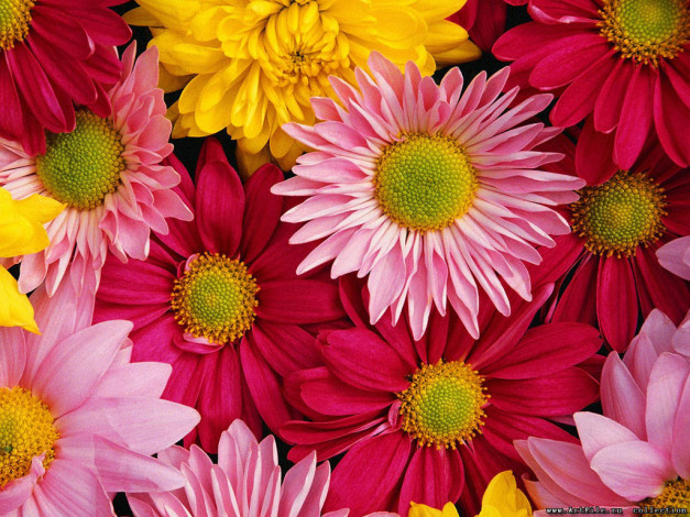 Обои картинки фото цветы, хризантемы