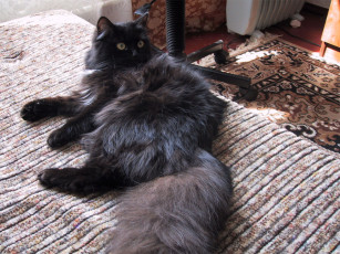 Картинка животные коты