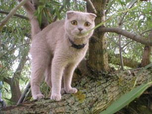 Картинка животные коты