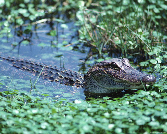 Обои картинки фото животные, крокодилы