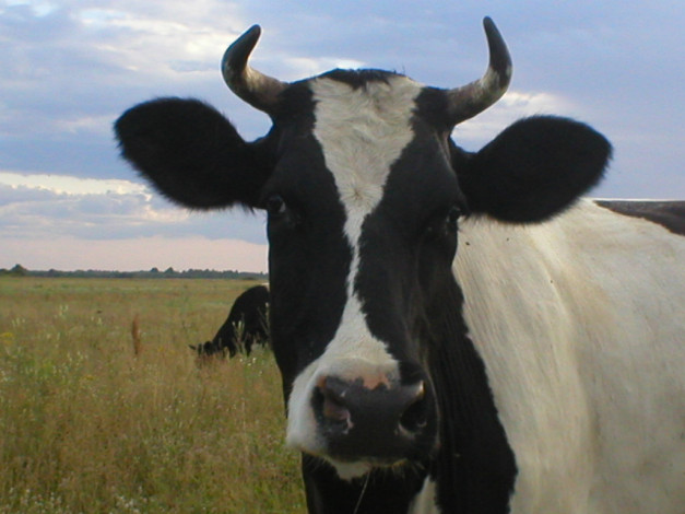 Обои картинки фото животные, коровы, буйволы