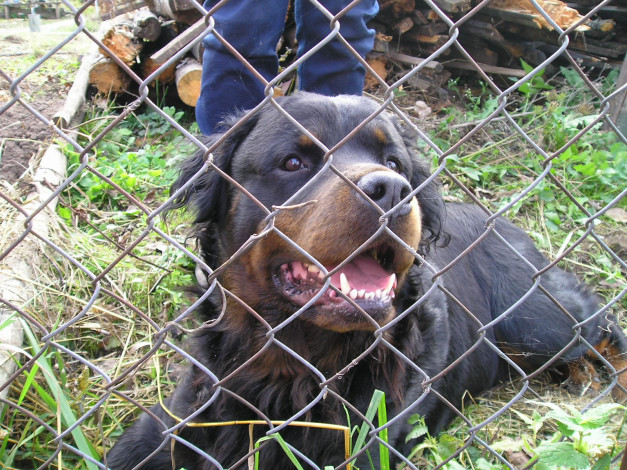 Обои картинки фото животные, собаки