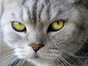 Картинка животные коты