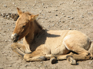 Картинка животные лошади