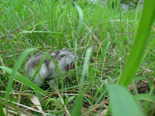 Картинка зверь животные крысы мыши