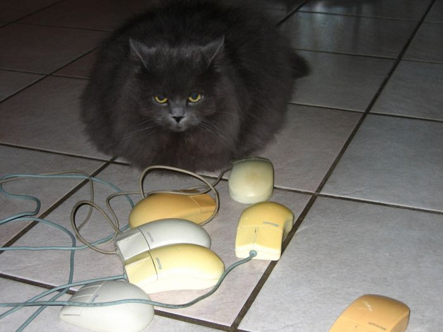 Обои картинки фото животные, коты