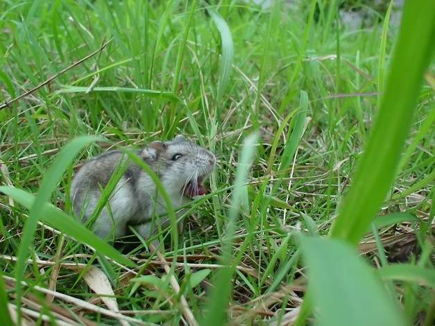 Обои картинки фото зверь, животные, крысы, мыши