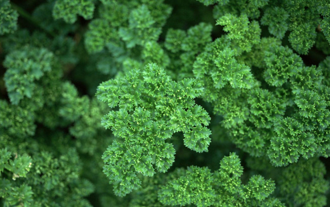 Обои картинки фото природа