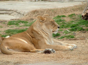 Картинка животные львы