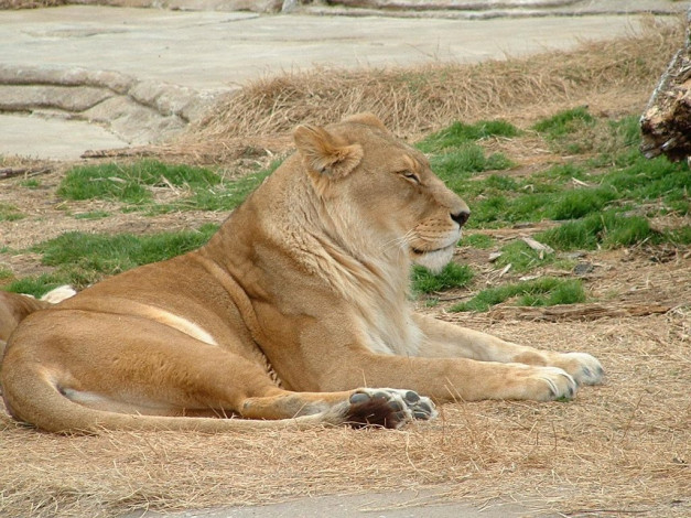 Обои картинки фото животные, львы