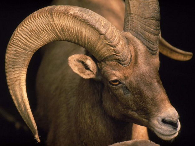 Обои картинки фото животные, овцы, бараны