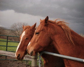 Картинка животные лошади