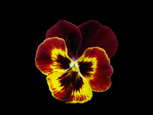 обоя цветы, анютины, глазки, садовые, фиалки