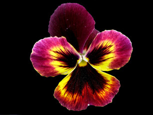 Картинка цветы анютины глазки садовые фиалки