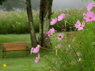 Картинка цветы космея