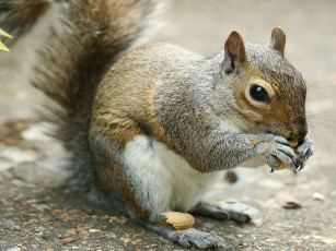 Картинка животные белки