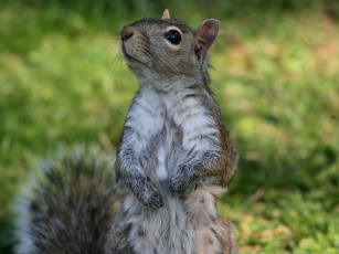 Картинка животные белки