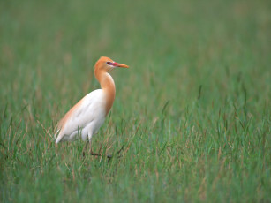 Картинка животные цапли