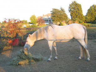 Картинка животные лошади