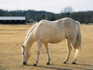 Картинка животные лошади