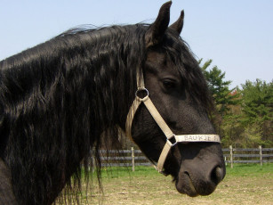 Картинка животные лошади