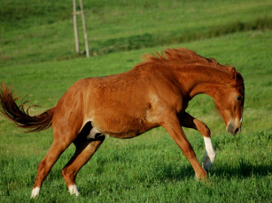 Картинка животные лошади