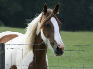 Картинка животные лошади