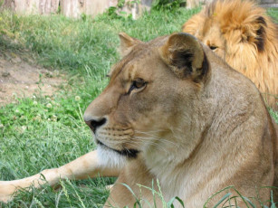 Картинка животные львы