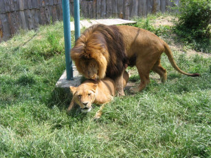 Картинка животные львы