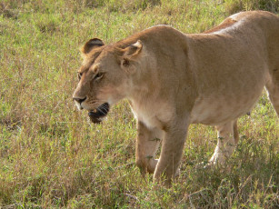 Картинка животные львы