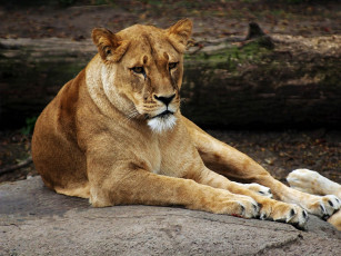 Картинка животные львы