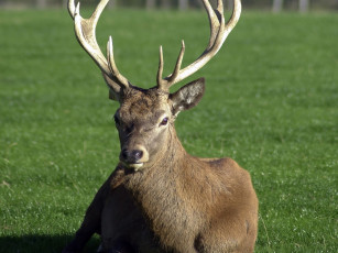 Картинка животные олени