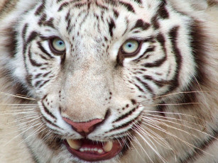 Картинка животные тигры