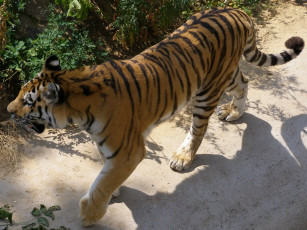 Картинка животные тигры