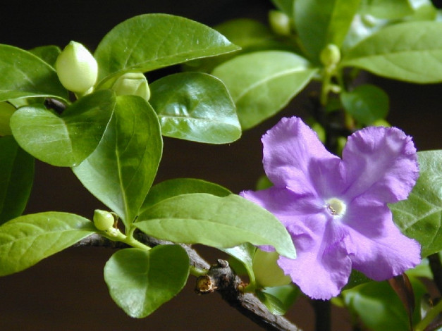 Обои картинки фото цветы