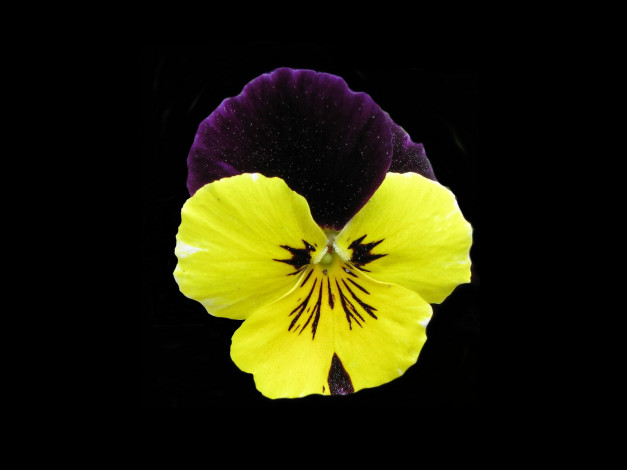 Обои картинки фото цветы, анютины, глазки, садовые, фиалки