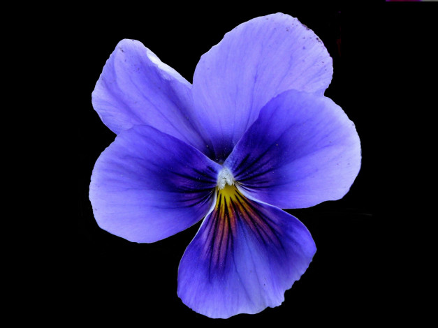 Обои картинки фото цветы, анютины, глазки, садовые, фиалки