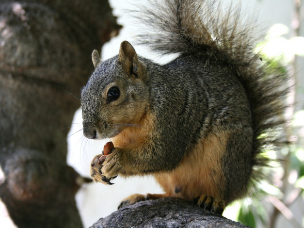 Обои картинки фото животные, белки