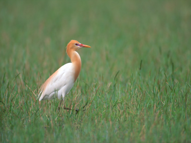Обои картинки фото животные, цапли