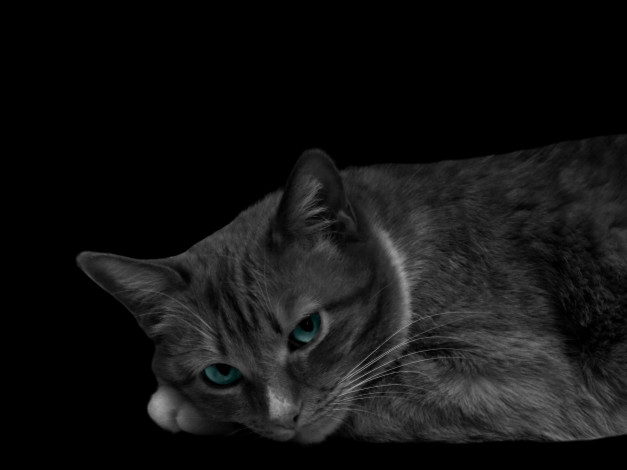 Обои картинки фото животные, коты