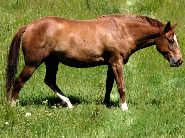 Обои картинки фото животные, лошади