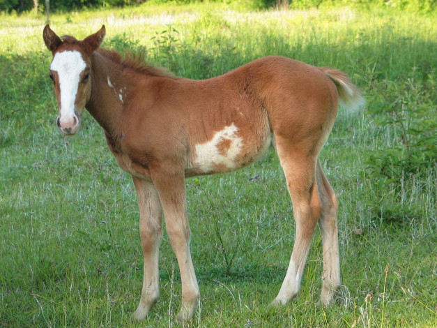 Обои картинки фото животные, лошади