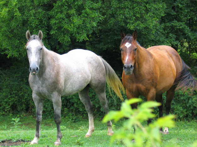 Обои картинки фото животные, лошади