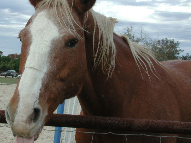 Обои картинки фото животные, лошади