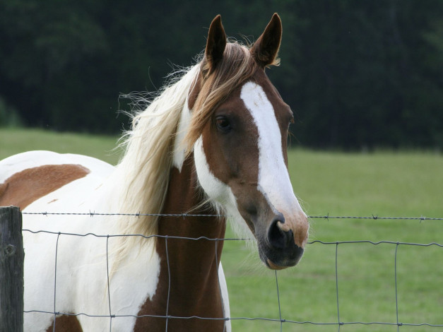 Обои картинки фото животные, лошади