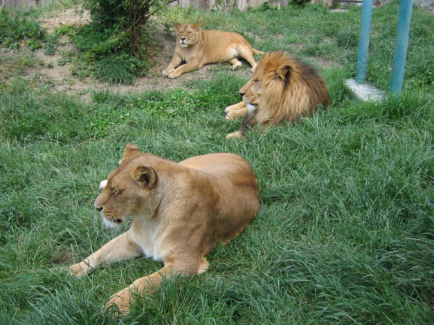 Обои картинки фото животные, львы