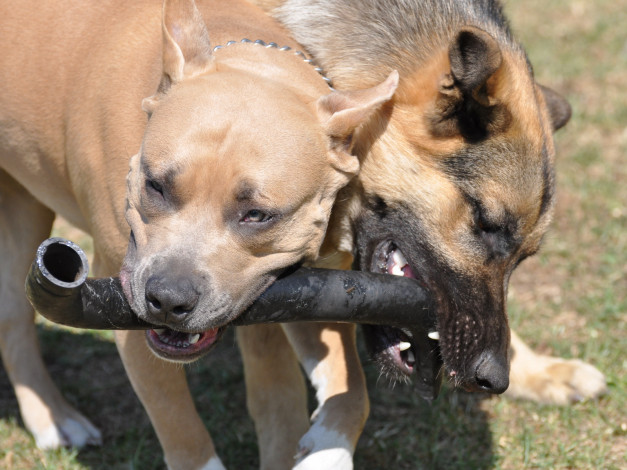 Обои картинки фото животные, собаки