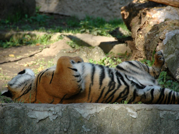 Обои картинки фото животные, тигры