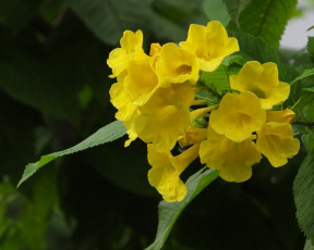 Картинка цветы лантана вербена жёлтые